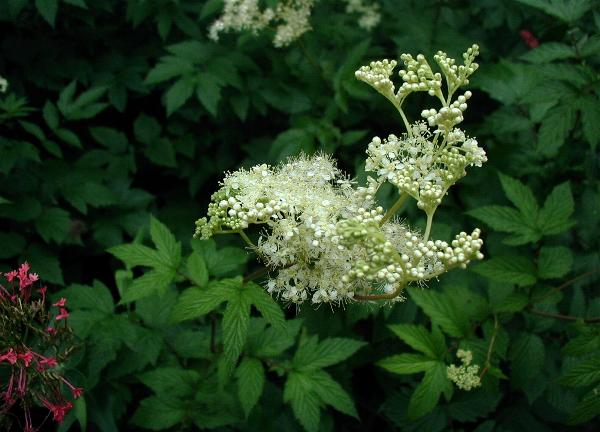 File:Filipendula-ulmaria.JPG