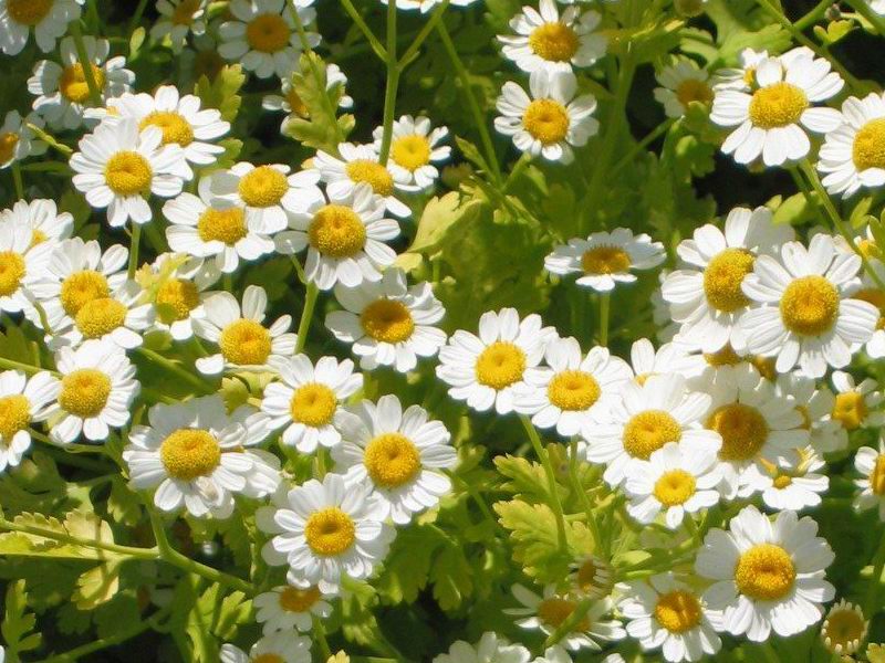 File:Feverfew.jpg