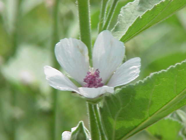 Althaea_officinalis0.jpg (640×480)