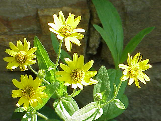 File:Arnica chamissonis0.jpg