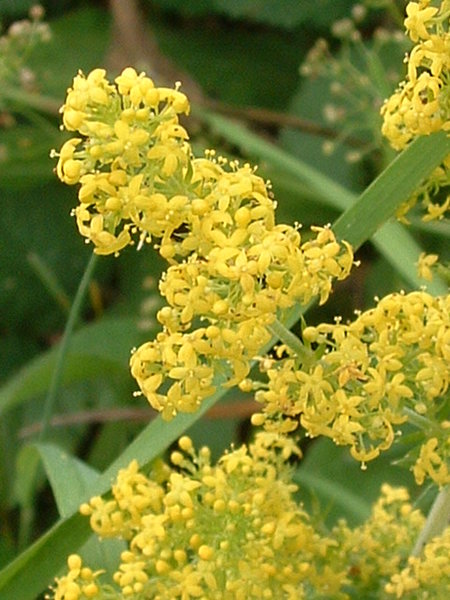 File:Galium verum01.jpg