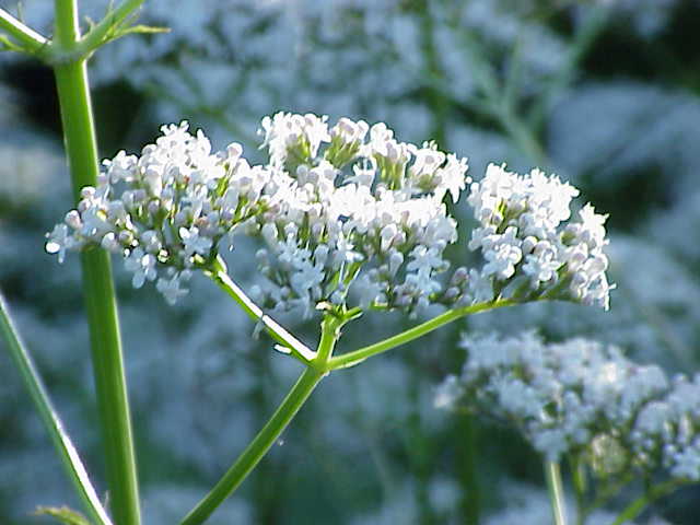 Valeriana_officinalis1.jpg (640×480)