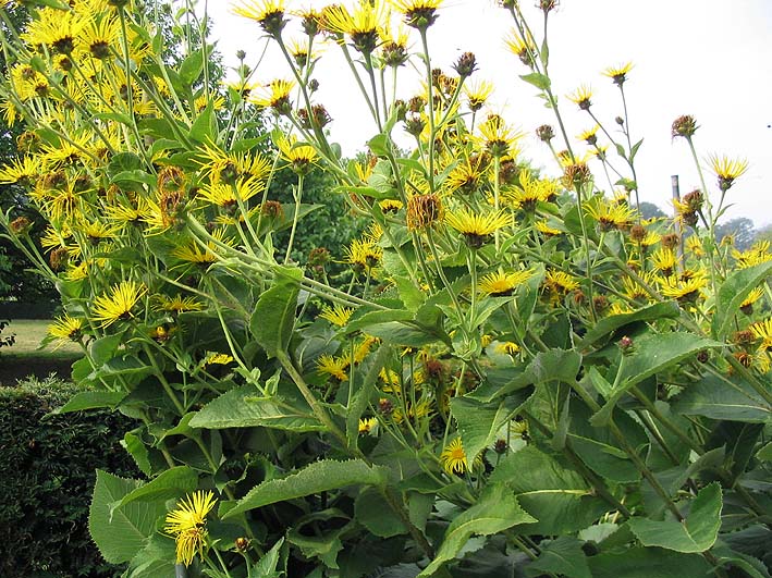 File:Inule helenium.jpg